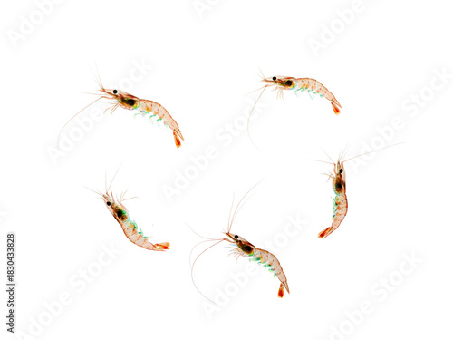 Delicate Krill Cluster Tiny Shrimp Against a Clean White Canvas