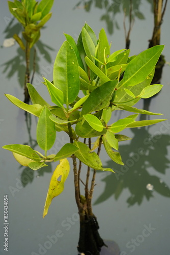 Young mangrove plant growing in calm coastal water, showcasing vibrant green leaves and natural wetland habitat