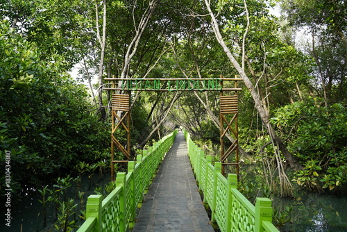 Green walkway bridge through a lush mangrove forest, showcasing natural wetlands and eco–tourism scenery
