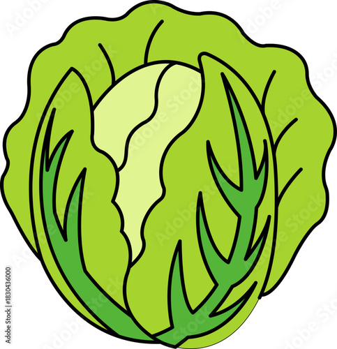 single illustration of a cabbage
