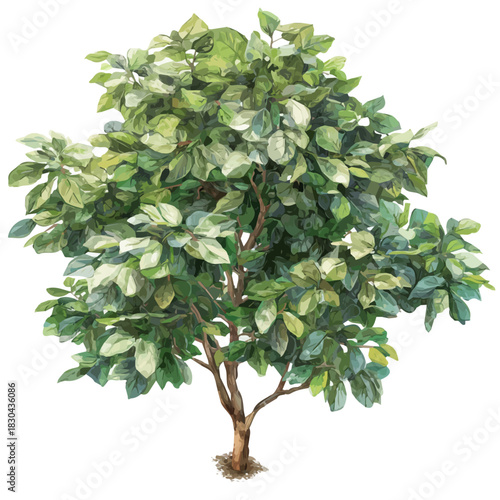 Watercolor isometric artwork featuring Ficus Tree, presented on white background.