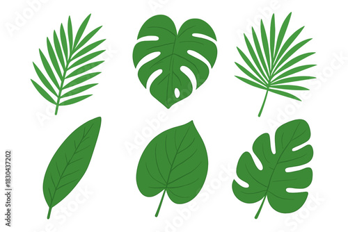 Six different tropical jungle leaves set on white background for design elements