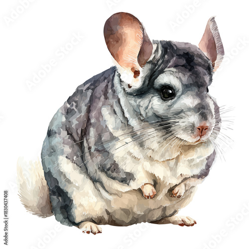 Isometric watercolor rendering of Chinchilla, isolated on a clean white background.