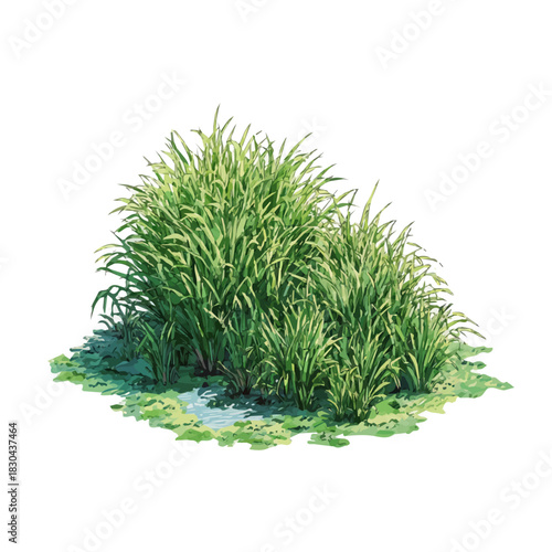 Isometric watercolor rendering of Marsh Grass, isolated on a clean white background.