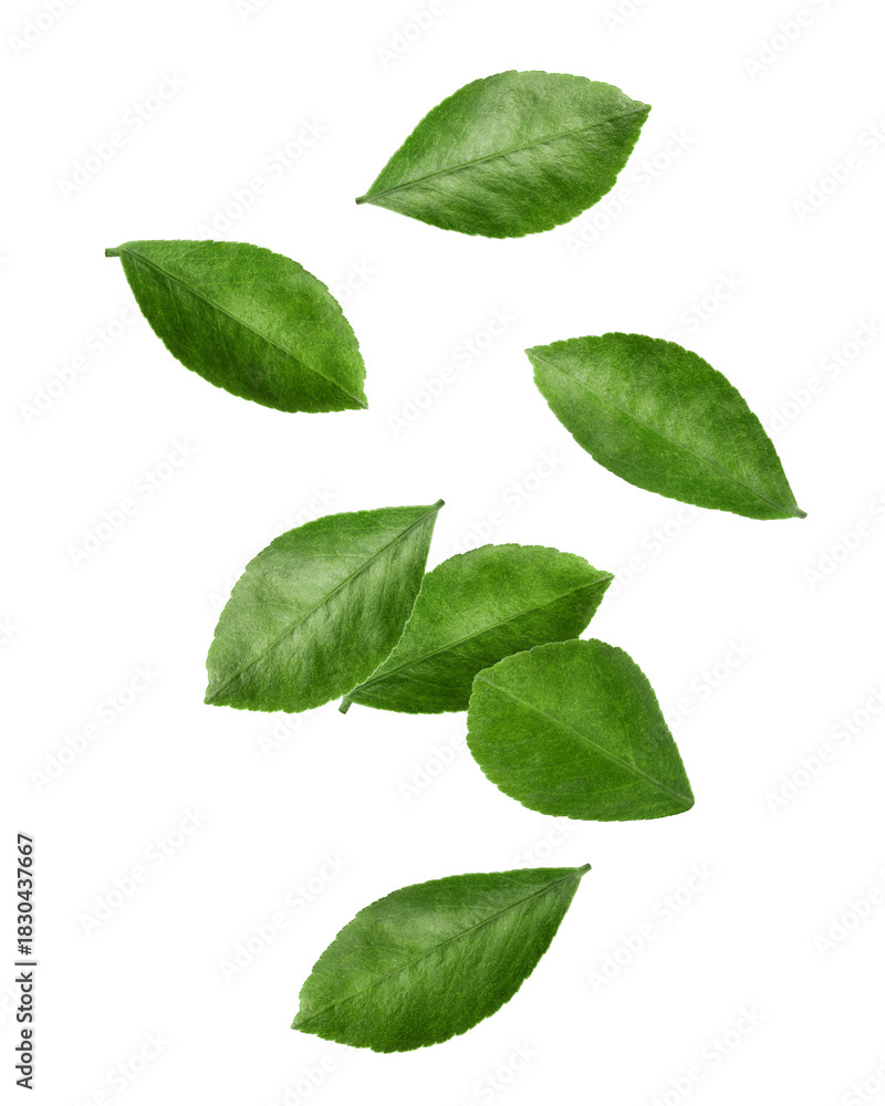 Fototapeta premium Falling Citrus leaf, lemon, orange, grapefruit, lime, isolated, full depth of field