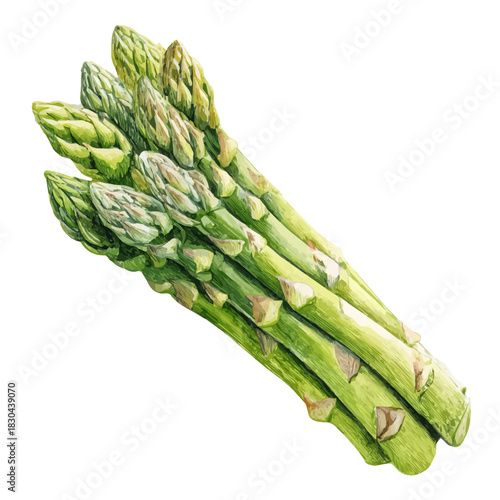Artistic isometric watercolor image of Asparagus, isolated on a white surface.