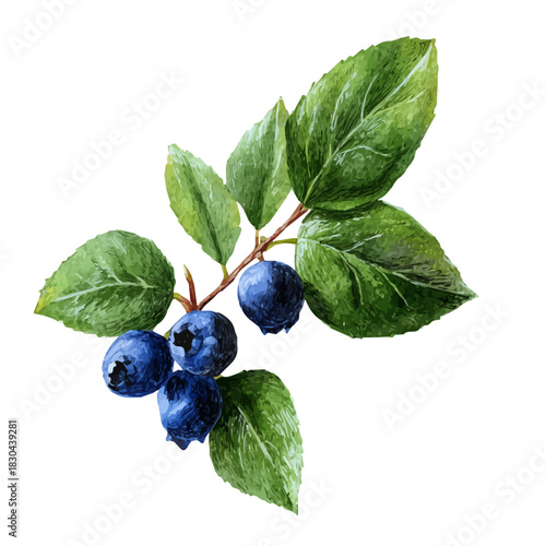 Isometric watercolor rendering of Blueberry Leaf, isolated on a clean white background.