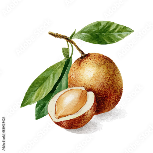 Isometric-style watercolor depiction of Sapodilla, set against a white background.