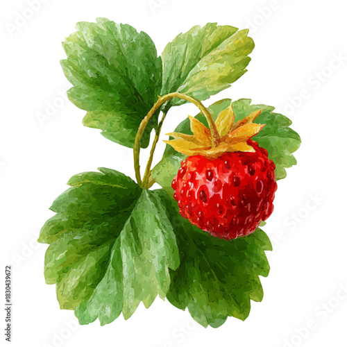 Isometric watercolor graphic of Wild Strawberry, neatly isolated on white background.