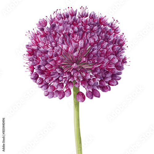 Isometric-style watercolor depiction of Allium, set against a white background.