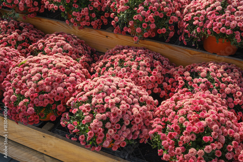 Abundant pink mums flowers bloom in sunny garden beds, a vibrant display.