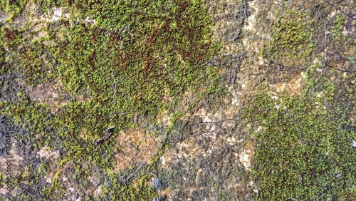 moss on stone