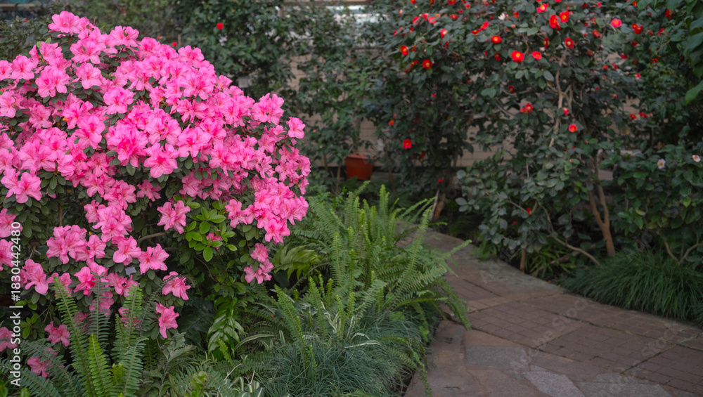 Naklejka premium Blooming azalia bushes in the greenhouse