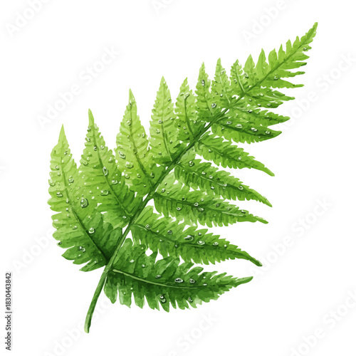 Watercolor isometric artwork featuring Fern Frond, presented on white background.