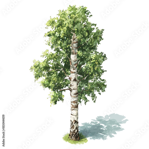 Artistic isometric watercolor image of Birch Tree, isolated on a white surface.