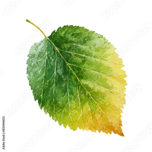 A watercolor isometric illustration of Elm Leaf, cleanly isolated on white background.