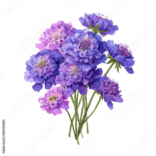 Isometric watercolor rendering of Scabiosa Bouquet, isolated on a clean white background.