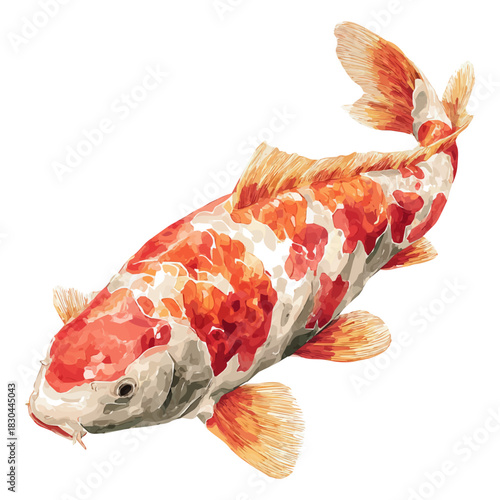 Artistic isometric watercolor image of Koi, isolated on a white surface.