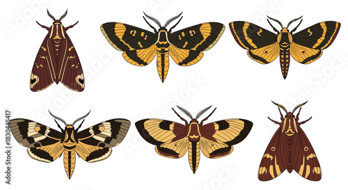 A collection of six diverse moth species with intricate wing patterns in natural brown, black, and yellow tones, isolated on white.