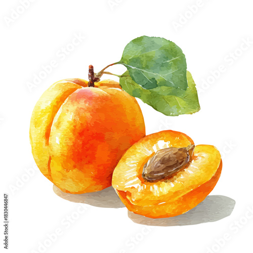 Isometric-style watercolor depiction of Apricot, set against a white background.