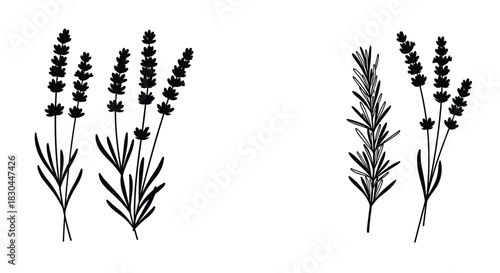 Black silhouette illustrations of lavender and rosemary sprigs, perfect for botanical, herbal, and aromatherapy designs on a white background.