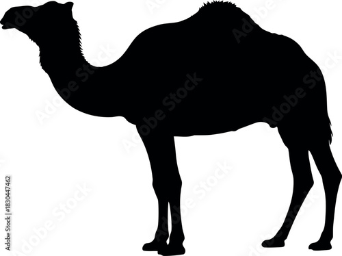 Black camel silhouette