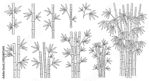 Various styles of hand-drawn bamboo stalks and shoots with leaves, depicted in black and white line art for a natural botanical illustration.