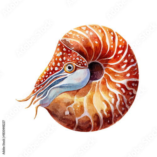 Isometric watercolor rendering of Nautilus, isolated on a clean white background.