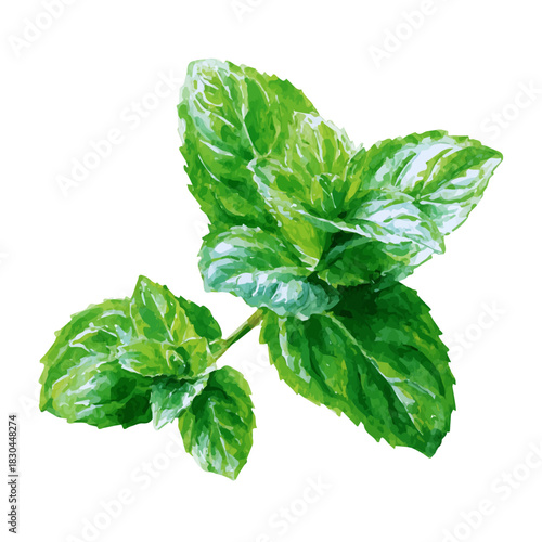 Watercolor isometric vector-style illustration of Mint, isolated on white background.
