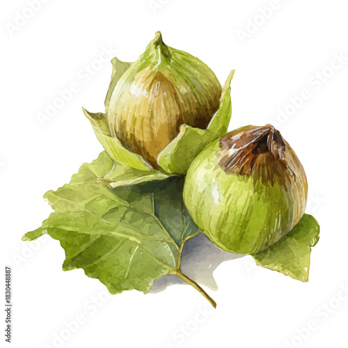 Isometric watercolor rendering of Wild Hazelnut, isolated on a clean white background.