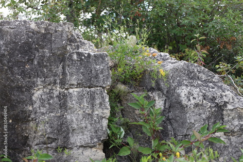 Slika na platnu rocky outcropping with tenacious plant life clinging in dense boreal forest in s