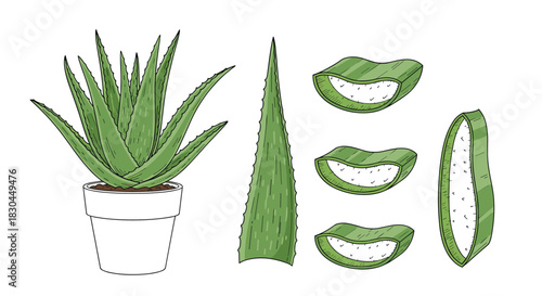 Detailed illustration of an aloe vera plant in a pot, alongside its individual leaf, and various cuts revealing the beneficial inner gel.