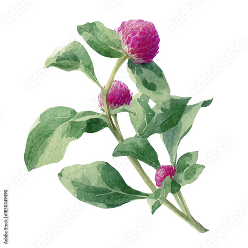Isometric watercolor rendering of Globe Amaranth, isolated on a clean white background.