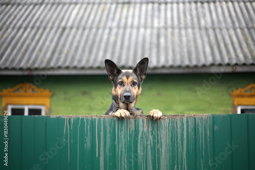 German Shepherd peeking over a green fence.