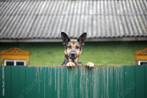 Dog peeking over a green fence with a house in the background.
