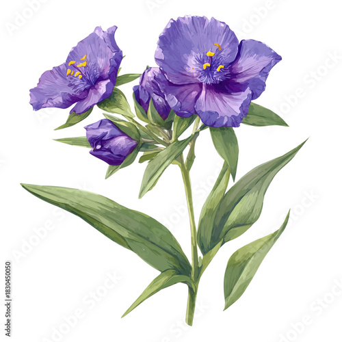 Isometric watercolor rendering of Spiderwort, isolated on a clean white background.
