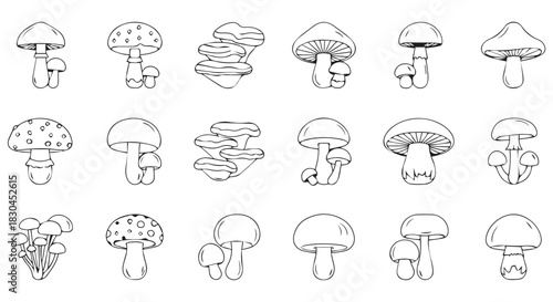 Variety of Mushrooms Black and White Outline Illustrations, Simple Line Art Depicting Different Shapes and Sizes of Fungi