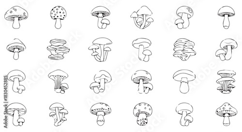 Illustrative Line Art Collection of Mushrooms of Various Shapes, Sizes, and Types in Black and White Drawing Style