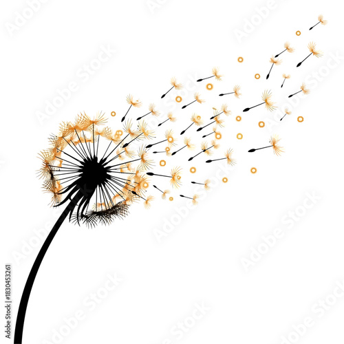 Dandelion blowing seeds in wind against white background