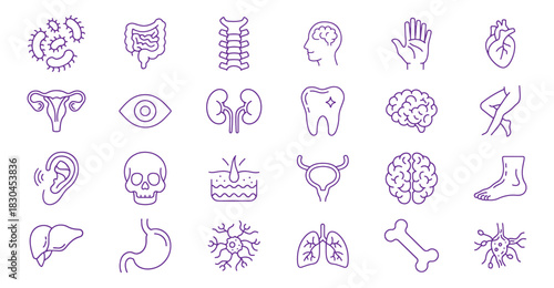 Human organs line icon set. Vector pictograms of heart, lungs, liver, kidney, stomach, anatomy thin linear illustration. vector eps file