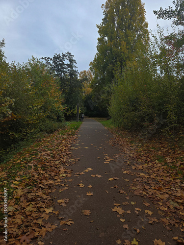autumn in the forest