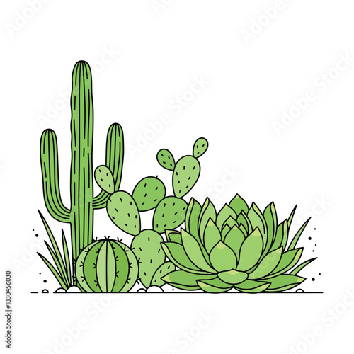 Arrangement of various green succulent plants and cactus species vector illustration.