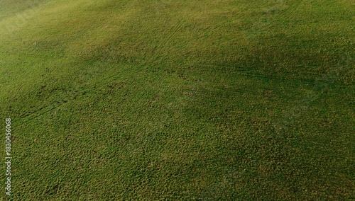 Fototapeta Naklejka Na Ścianę i Meble -  green grass field