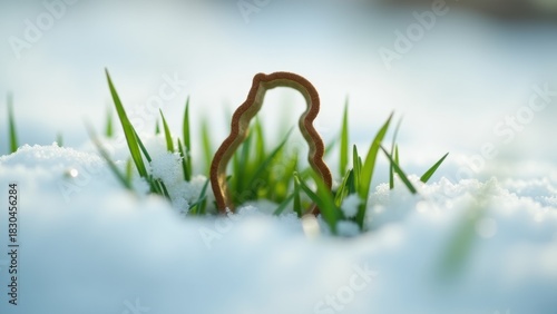 Groundhog shaped cookie cutter standing upright in melting snow revealing fresh green grass blades, concept of groundhog day, early spring arrival, winter ending