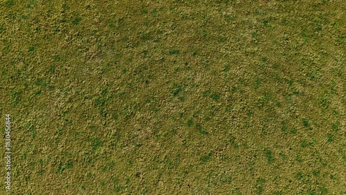 Fototapeta Naklejka Na Ścianę i Meble -  green grass texture