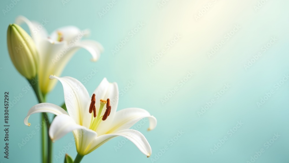 Fototapeta premium Close-up of a delicate white lily flower against a soft blue background, embodying tranquility and purity, concept of floral design, aesthetics, spirituality, zen decor.