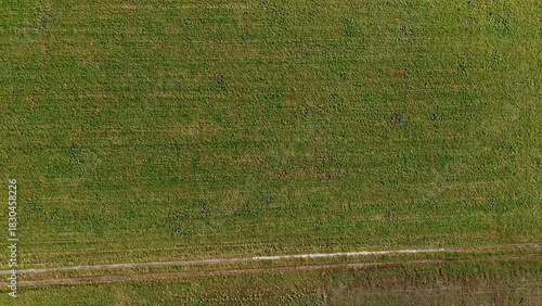 Fototapeta Naklejka Na Ścianę i Meble -  green grass field texture