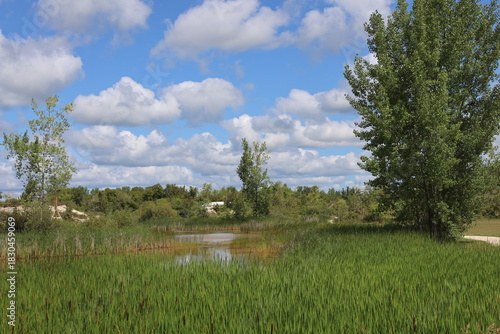 marshy, grassy pond, rich dense green boreal forest under partly cloudy summer blue skies (wide-angle, landscape)