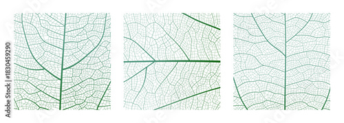 Leaf vein cell skeleton texture abstract background set with close up plant leaf cells structure pattern vector illustration. Macro leaf vein skeleton organic lattice natural foliage texture.