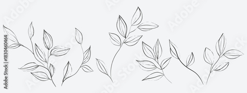 Floral line art illustration featuring several delicate, sketchy sprigs and branches with small, pointed leaves